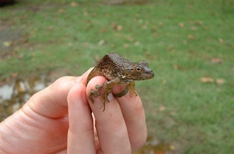 Baby Bullfrog Care: Facts You Need to Know - AMPHIPEDIA