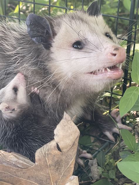 Baby opossum — Rapid Rodent Removal