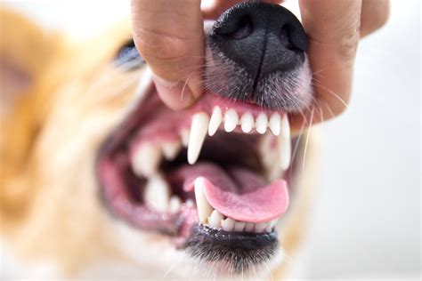 Clean Your Dog's Teeth at Home — Stumps + Rumps | Dog teeth, Dog teeth ...