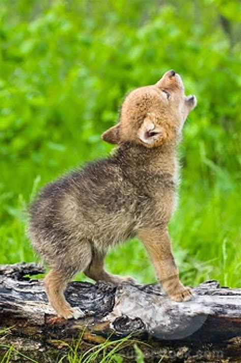 White Wolf : 15 Photos Of Adorable Howling Wolf Pups Will Make Your Day