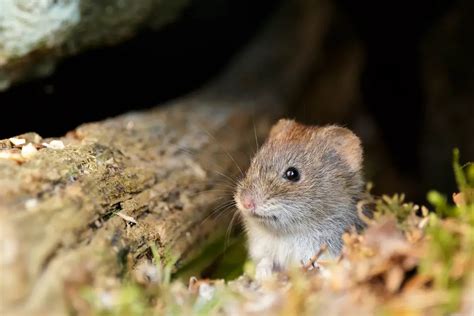 Top 20 Expert Tips On How To Get Rid Of Voles | Constant Delights