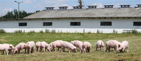 Pig poo turned into hydrogen for government’s £600k energy scheme ...