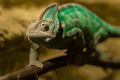 Veiled Chameleon 101: Care Sheet, Lifespan, Diet & Colors - More Reptiles