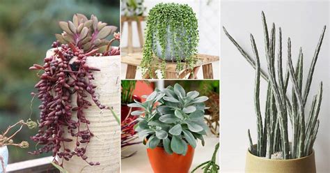 19 Best Senecio Varieties | Types of Senecios | Balcony Garden Web