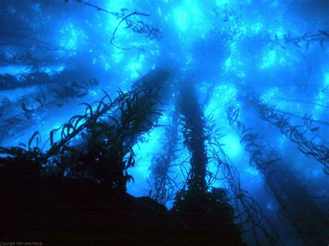 photography | 深海の生物, 美しい景色, 自然モチーフの壁紙