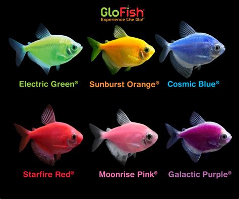 Spectrum Expands GloFish Offerings | Pet Age