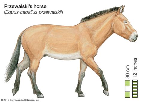 Przewalski’s horse | Endangered, Conservation, Reintroduction | Britannica