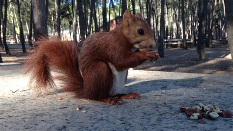 Squirrel Eating Hazelnuts, Detail Of A Wild Animal Feeding, Nature And Wildlife Stock Footage ...