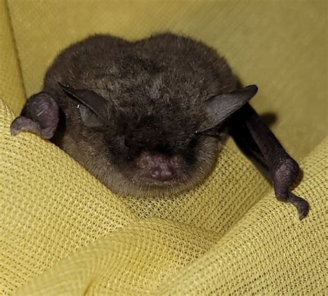 Southeastern Myotis (Myotis austroriparius) · iNaturalist