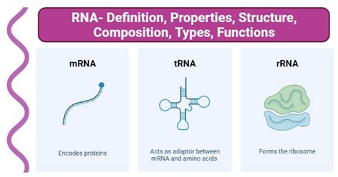 Mrna Structure And Function