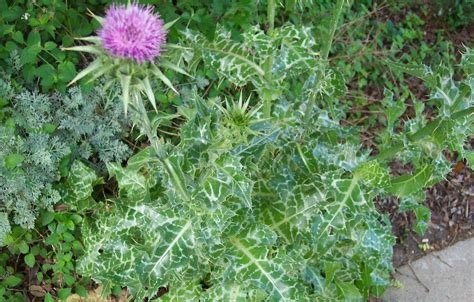 Buy Milk Thistle Tea: Benefits and Side Effects