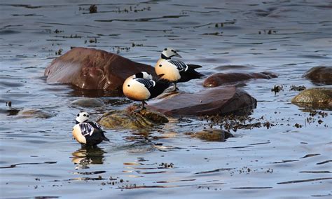 birdwatchingnorway - Birdwatching Birdguide Tours in Norway