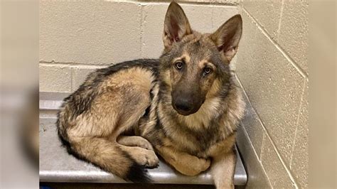 German shepherd wolf hybrid: 4 German shepherd wolf hybrids on loose after escaping Orange ...