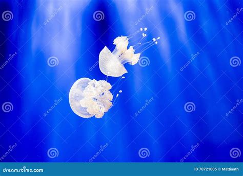 Two Phyllorhiza Punctata, the Australian Spotted Jellyfish Stock Image - Image of saltwater ...