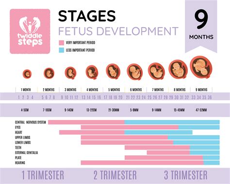 The Stages Of Fetal Development Nclex Review – NBKomputer