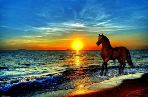 Horse On Beach Wallpapers - Top Free Horse On Beach Backgrounds ...