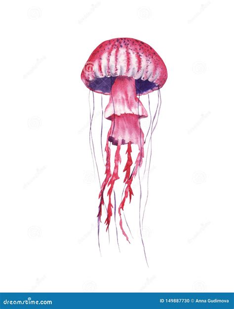 Jellyfish Watercolor Illustration Painting Isolated On White Background ...