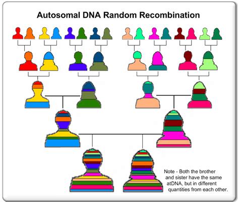 How Can Testing Your Siblings’ DNA Help Your Genealogy Research?