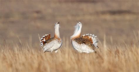 What are bustards? – Eurasian Bustard Alliance