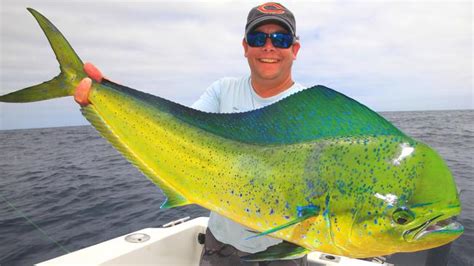 Mahi mahi grow so fast this fish is less than a year old | The Courier Mail