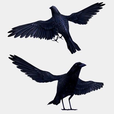 Crow - 3D Model by MadeCG