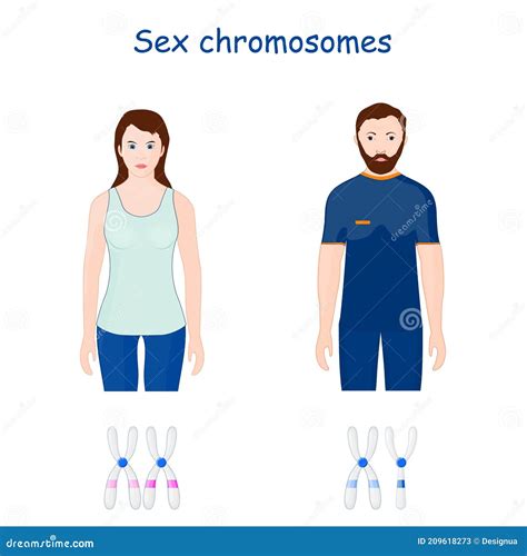 Sex Chromosomes X and Y Chromosome Stock Vector - Illustration of heterochromosome, medical ...