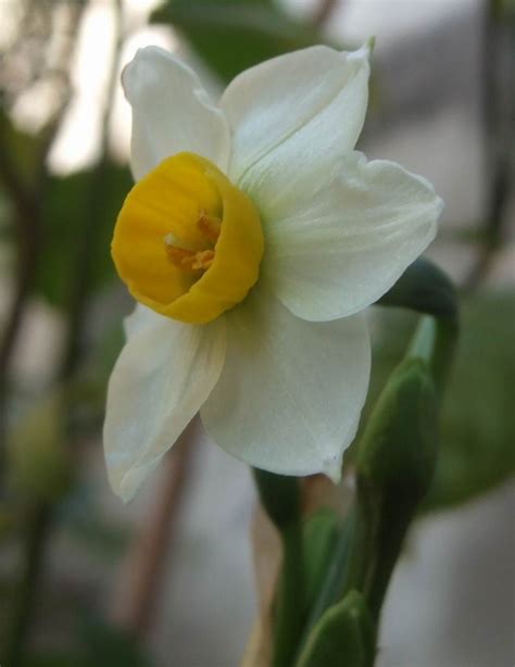 Narcissus tazetta Flower | Nature, Cultural, and Travel Photography Blog