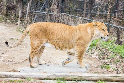 LIGER Panthera: 18 Astonishing Liger Facts - Fact Animal