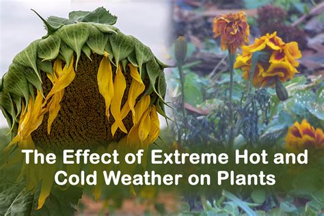 The Effect of Extreme Hot and Cold Weather on Plants | Plants Information