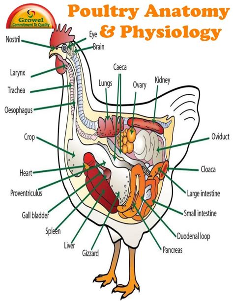 Chicken Anatomy & Physiology