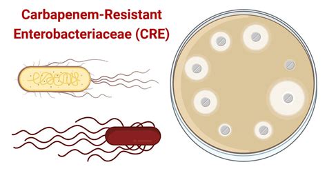 Carbapenem-Resistant Enterobacteriaceae (CRE)