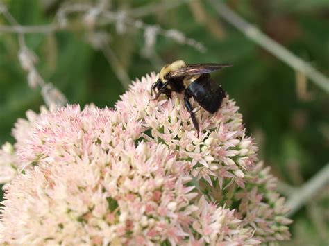 Best Bee Brothers Bee Blog – Tagged "Repair Carpenter Bee Damage"