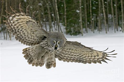 Great Gray Owl Flying Photograph by Jan Vermeer - Pixels