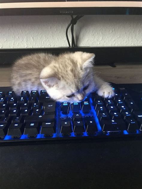 Keep on coding : CatsOnKeyboards | Gamer cat, Pretty cats, Funny cute cats