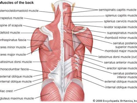 Anterior And Posterior Muscles Of The Body