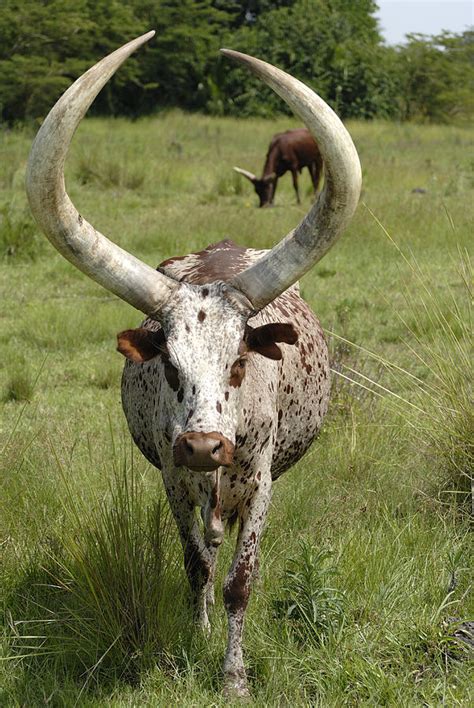 Ankole-watusi Cattle #1 Photograph by Peter Groenendyk - Pixels