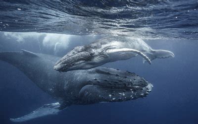 Download wallpapers Humpback whale, baleen whale, underwater world, little whale, mom and cub ...