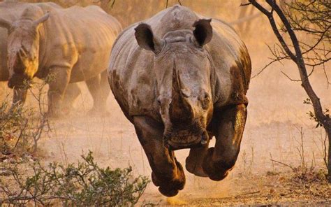 animals, Rhino, Savannah, Desert, Nature Wallpapers HD / Desktop and Mobile Backgrounds