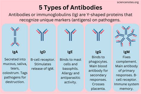 Types of Antibodies and Their Functions