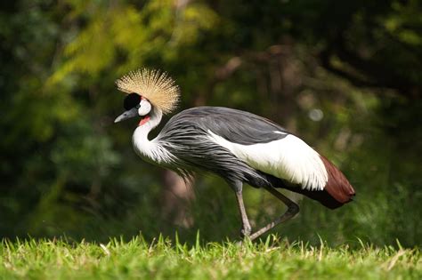 African Crowned Crane - Honolulu Zoo Society