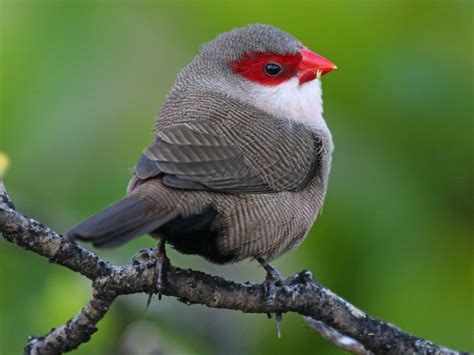 The Secret Life of Common Waxbills: What You Didn't Know (Video)