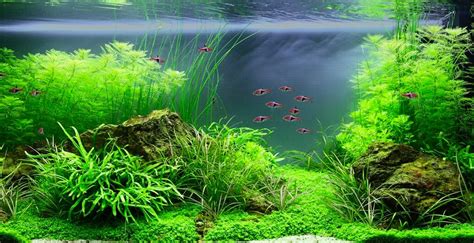 Beginner's Guide to Neon Tetras Care - Aquascape Guru