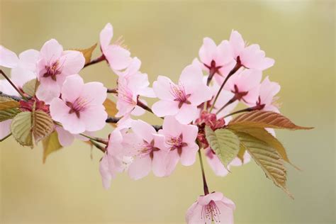 Cherry Blossom Varieties & How They Bloom - SNOW MONKEY RESORTS