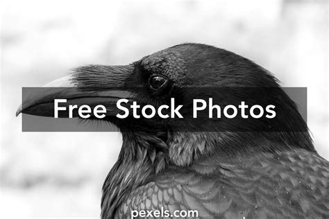 Rook Bird Photos, Download The BEST Free Rook Bird Stock Photos & HD Images