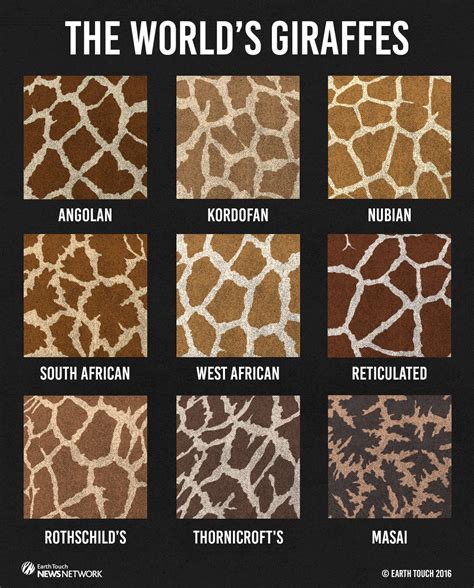 Types Of Giraffe Patterns - Pattern.rjuuc.edu.np