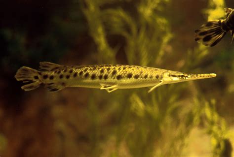 Spotted Gar - Lepisosteus oculatus image - Free stock photo - Public Domain photo - CC0 Images