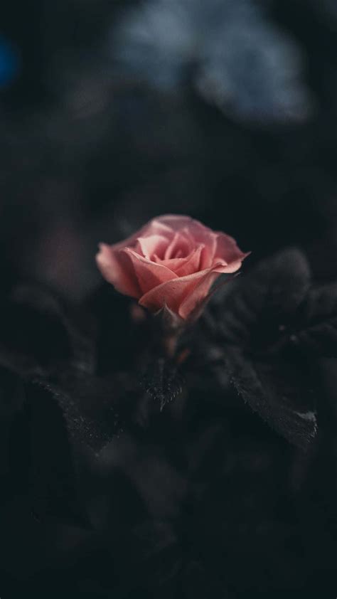 Download Black Rose Aesthetic Phone Wallpaper | Wallpapers.com