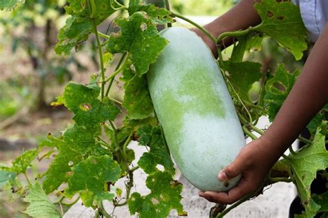 What Is Winter Melon (Ash Gourd) and Ways to Cook It | Recipes.net