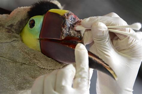 Outrage Over Attack on Costa Rican Toucan Will Lead to a 3D Printed ...