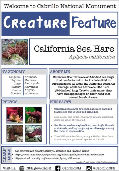 Creature Feature: California Sea Hare (Aplysia californica) - Cabrillo National Monument (U.S ...